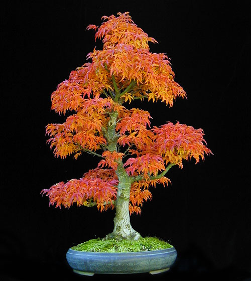 Acer Palmatum Shishigashira Bonsai